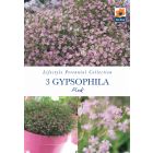 Gypsophila Pink Perennial Roots - Lifestyle Perennial Collection