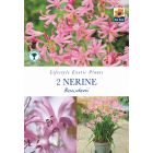 Nerine Bowdenii Bare Roots - Lifestyle Exotic Plants