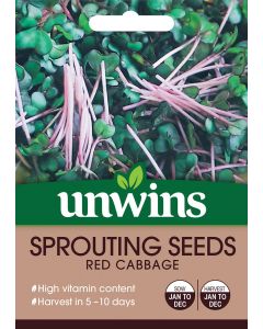 Sprouting Seeds Red Cabbage