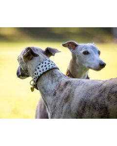 Digby & Fox Cow Hair Greyhound Collar - Spot - XS