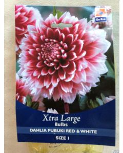 Dahlia Fubuki Red & White Xtra Large Bulb