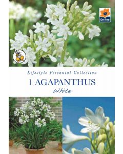 Agapanthus White Bare Roots - Lifestyle Perennial Collection