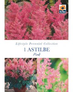 Astilbe Pink Perennial Roots - Lifestyle Perennial Collection
