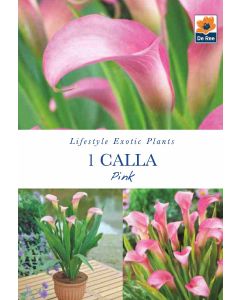 Calla Pink Bare Roots - Lifestyle Exotic Plants