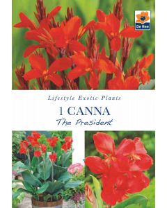 Canna The President Bare Roots - Lifestyle Exotic Plants