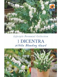 Dicentra White Bleeding Heart Bare Roots - Lifestyle Perennial Collection