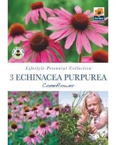 Echinacea Purpurea Coneflower Perennial Roots - Pack of 3