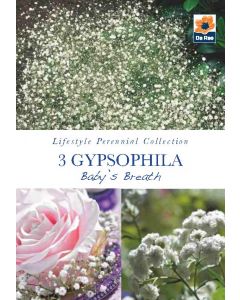 Gypsophila Baby's Breath Perennial Roots - Lifestyle Perennial Collection