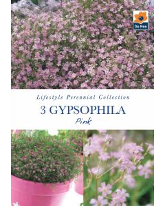 Gypsophila Pink Perennial Roots - Lifestyle Perennial Collection