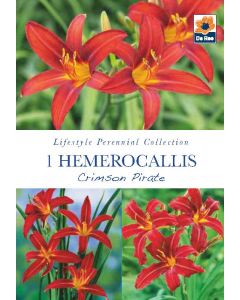 Hemerocallis Crimson Pirate Perennial Roots - Lifestyle Perennial Collection