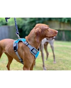 Henry Wag Dog Travel Harness - Small - Blue / Grey