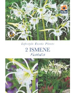 Ismene Festalis Perennial Roots - Lifestyle Exotic Plants