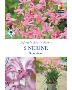 Nerine Bowdenii Bare Roots - Lifestyle Exotic Plants