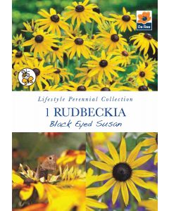 Rudbeckia Black Eyed Susan Perennial Roots - Lifestyle Perennial Collection