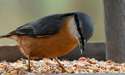 Bird feed and seeds