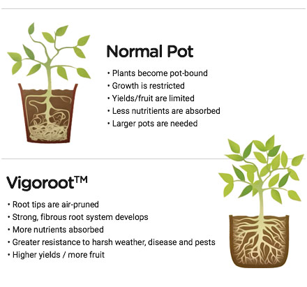 Vigoroot compared to normal pot