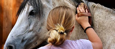 Horse Grooming
