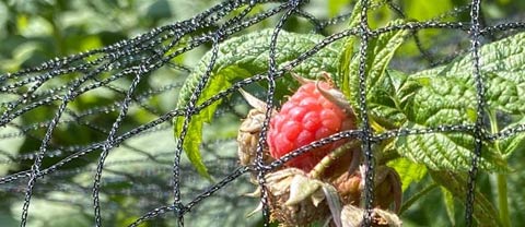 Netting & Frost Protection